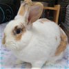 adoptable Rabbit in  named Huckleberry