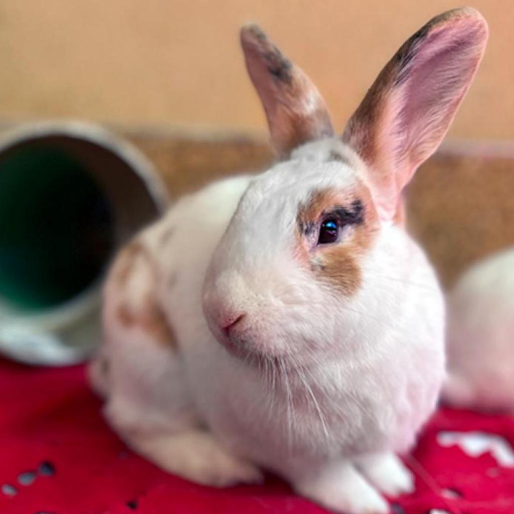 adoptable Rabbit in Kanab, UT named Boysenberry