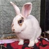 adoptable Rabbit in  named Razzleberry
