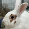 adoptable Rabbit in  named Mulberry