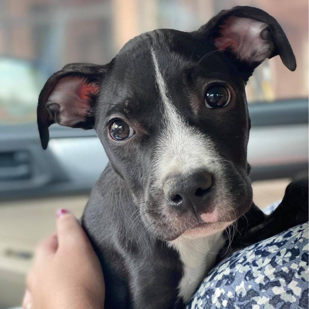 adoptable Dog in Kanab, UT named Blip
