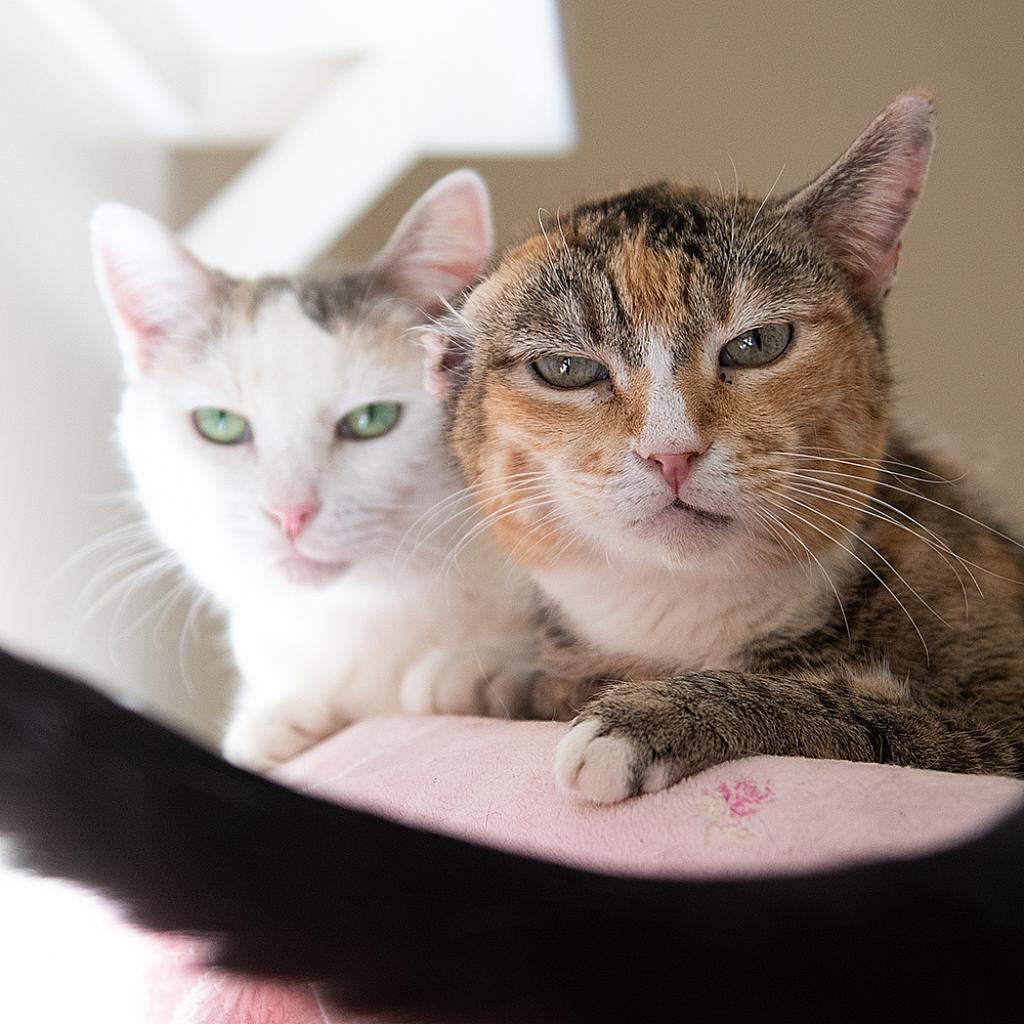 Adoptable Female Female