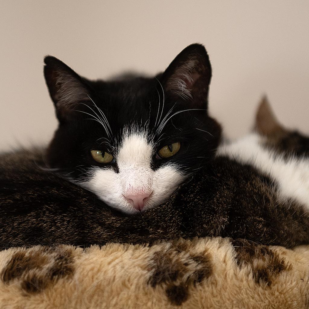 Adoptable Male Male