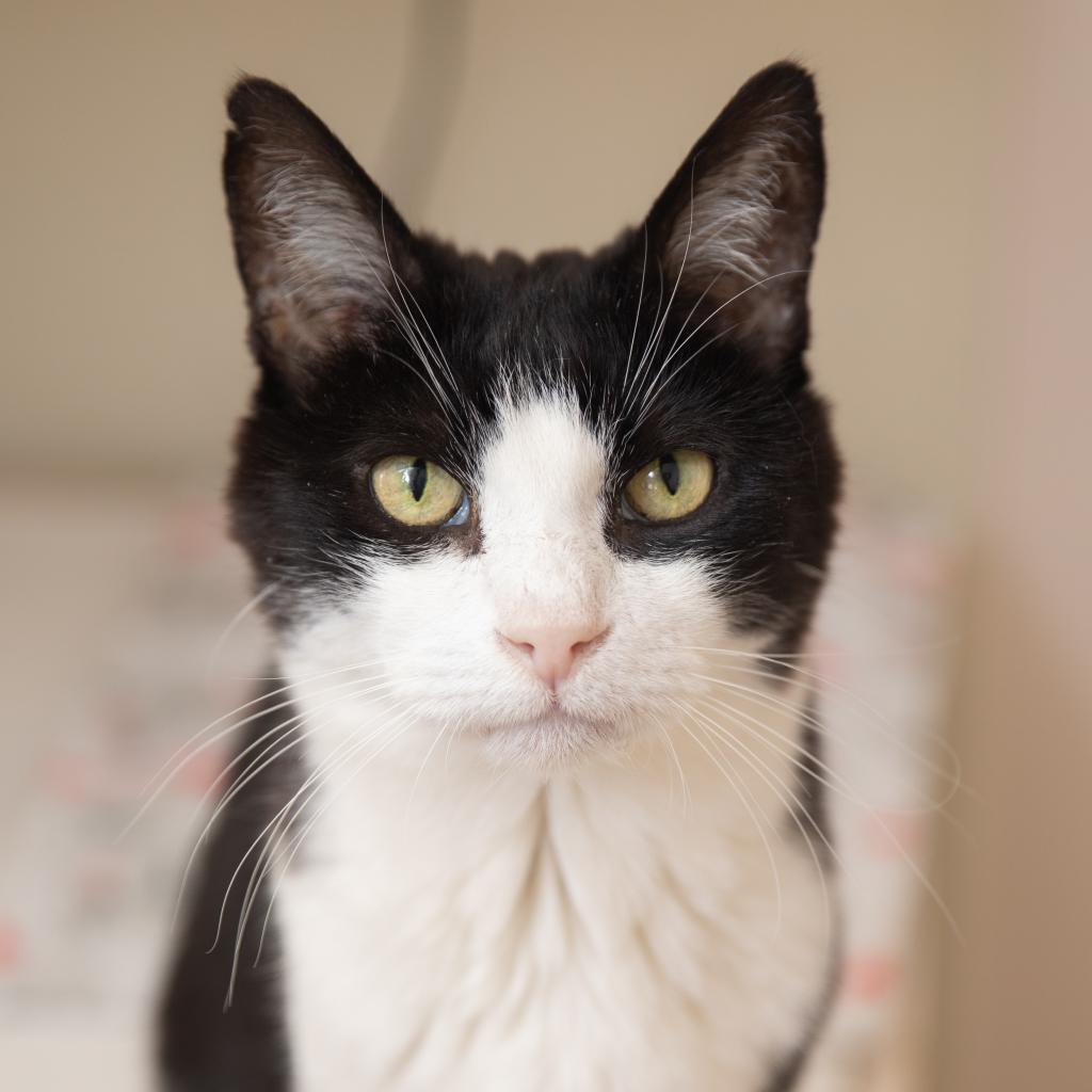 Adoptable Male Male