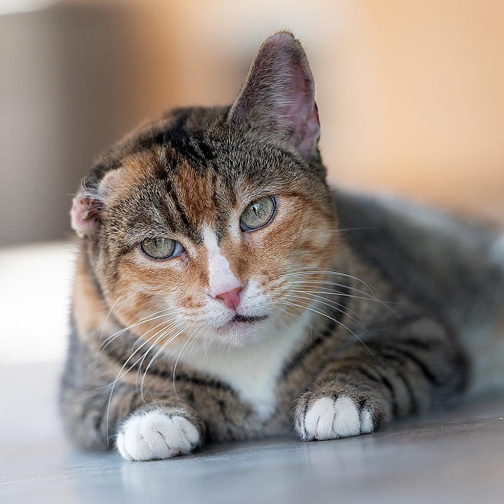 Adoptable Female Female