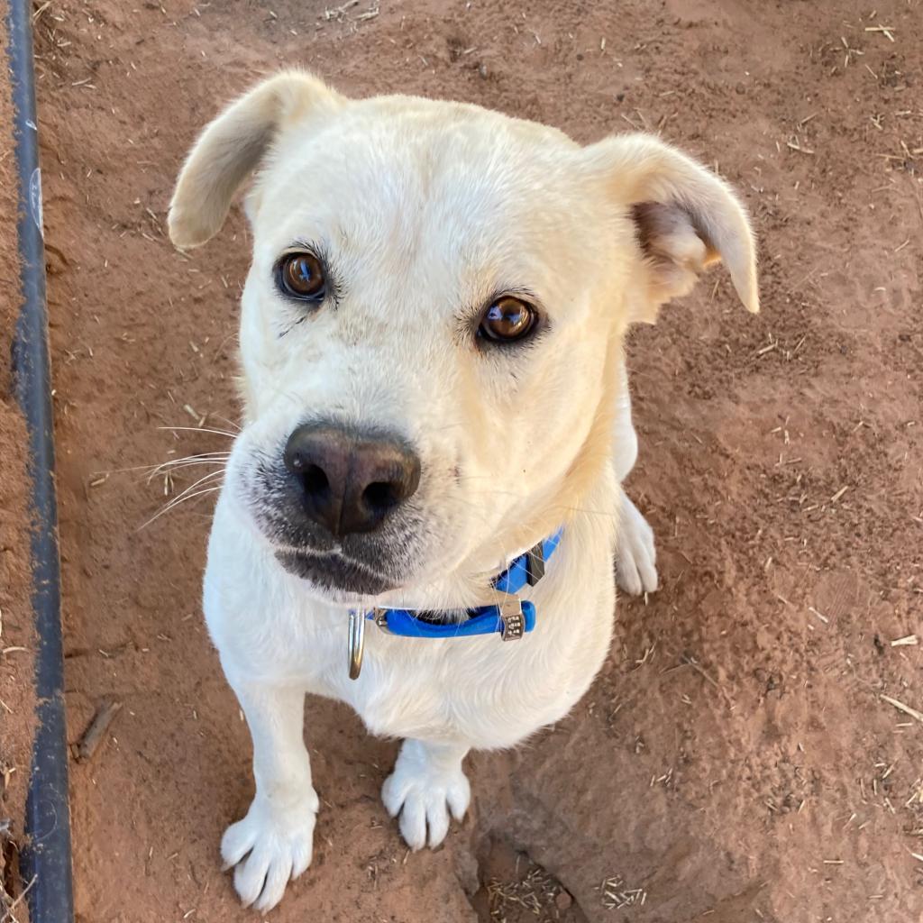 adoptable Dog in Kanab, UT named Dynomite