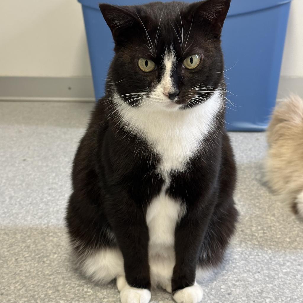 Harriet - Domestic Short Hair