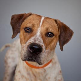 pitbull pointer mix brown