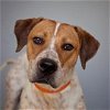 adoptable Dog in  named Junior