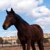 adoptable Horse in  named Tangle