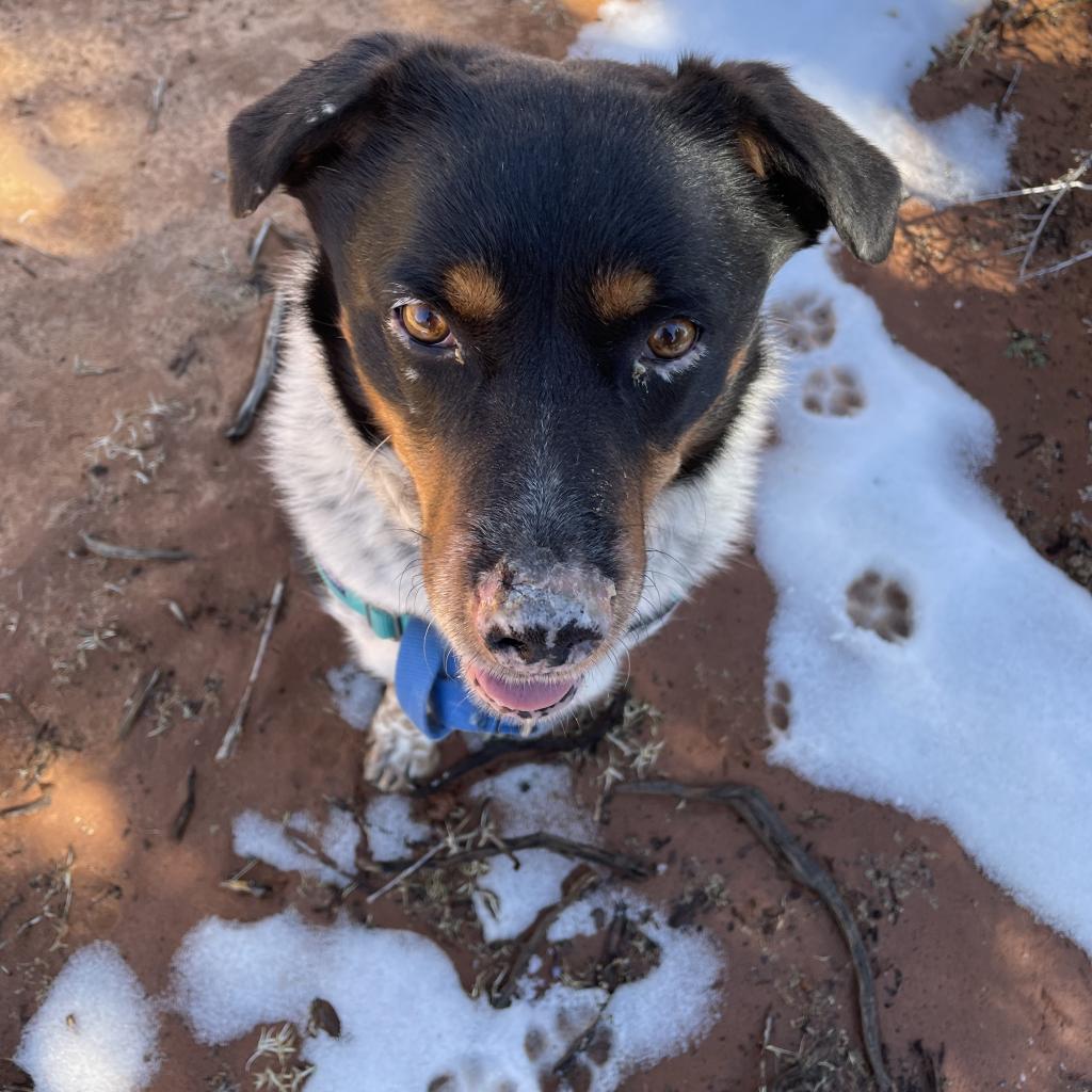 Adoptable Male Male