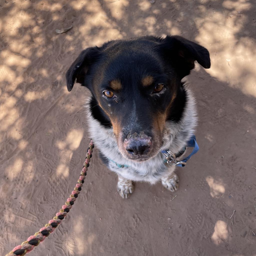 Adoptable Male Male