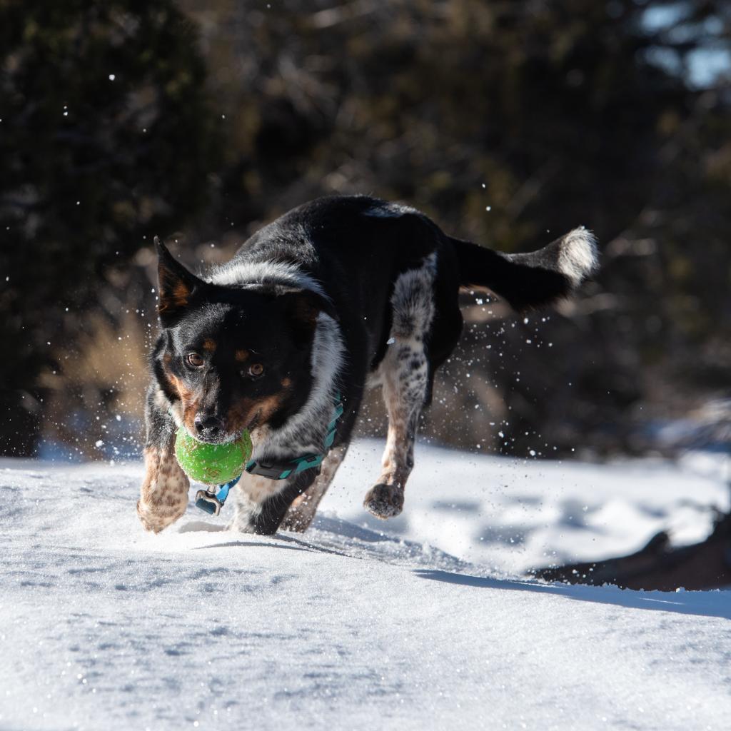Cash - Cattle Dog