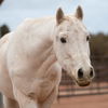 adoptable Horse in  named Sheriff