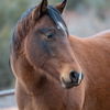 adoptable Horse in  named Zina