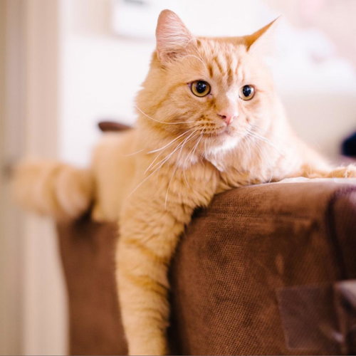Atticus, an adoptable Domestic Long Hair in Kanab, UT