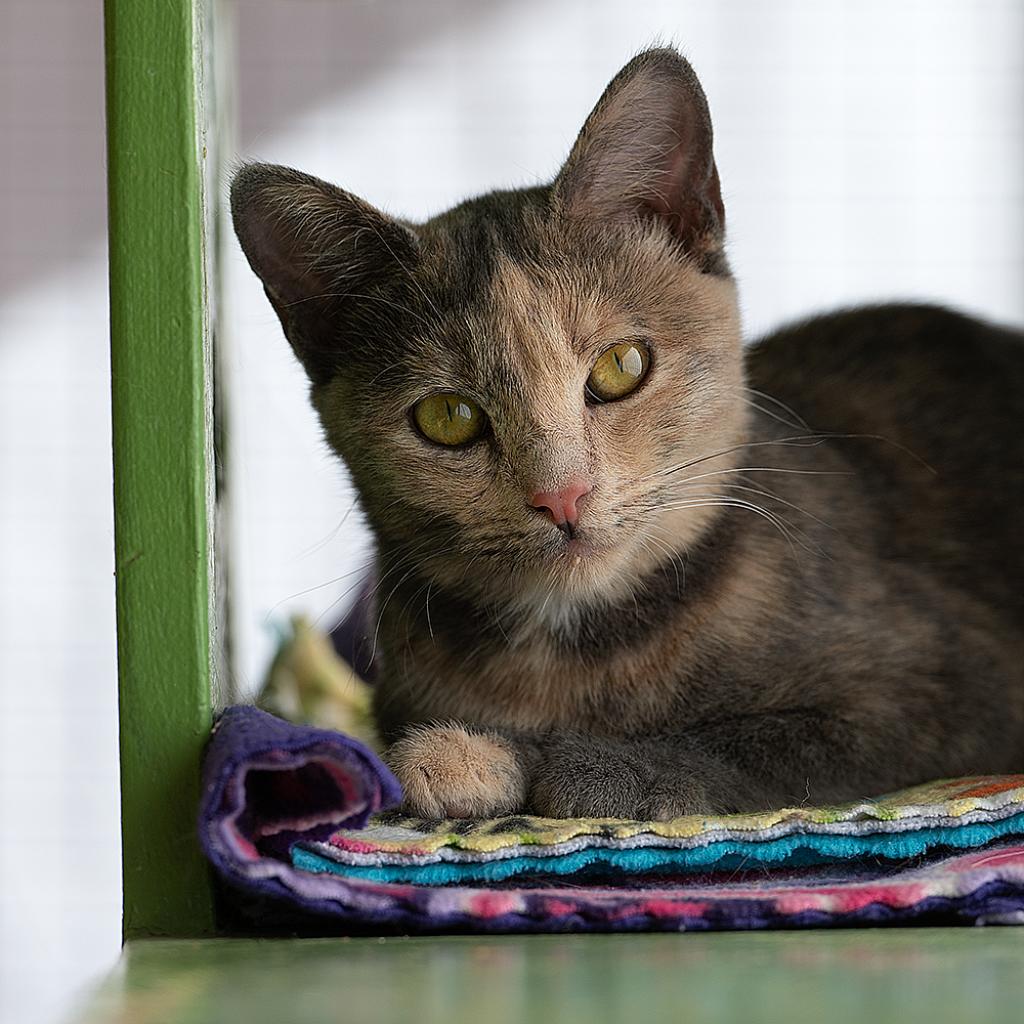 Sodie - Domestic Short Hair
