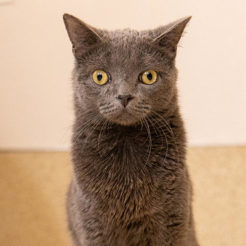 Rocket, an adoptable Domestic Short Hair in Kanab, UT