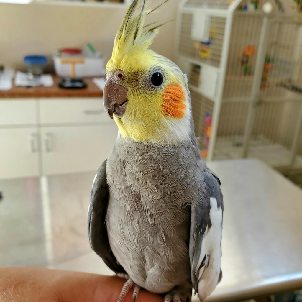 Adoptable Male Male