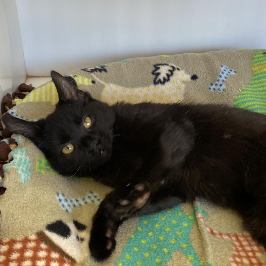 Greta - Domestic Short Hair