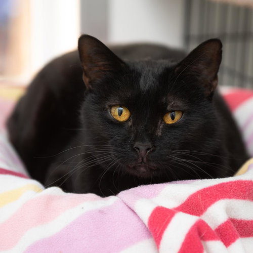 picture of the cat needing adoption
