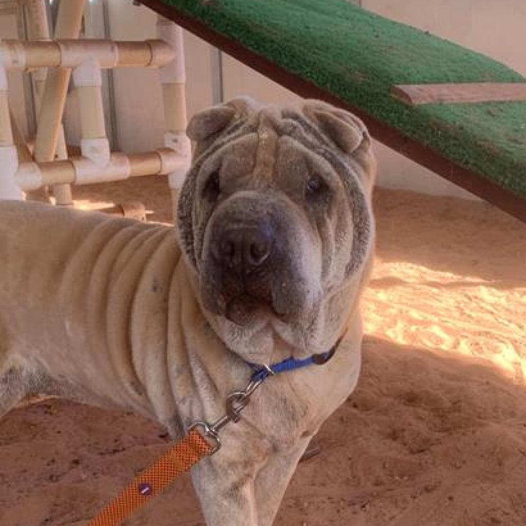 Fawkes - Chinese Shar-Pei