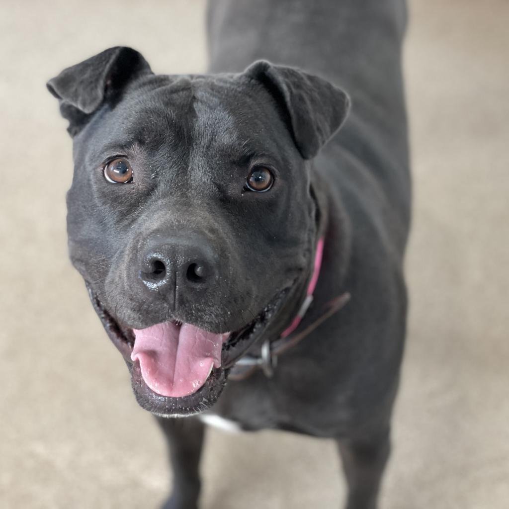 Myrtle - Chinese Shar-Pei / Mixed
