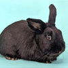 adoptable Rabbit in  named Sebastian