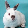 adoptable Rabbit in , UT named Khaleesi
