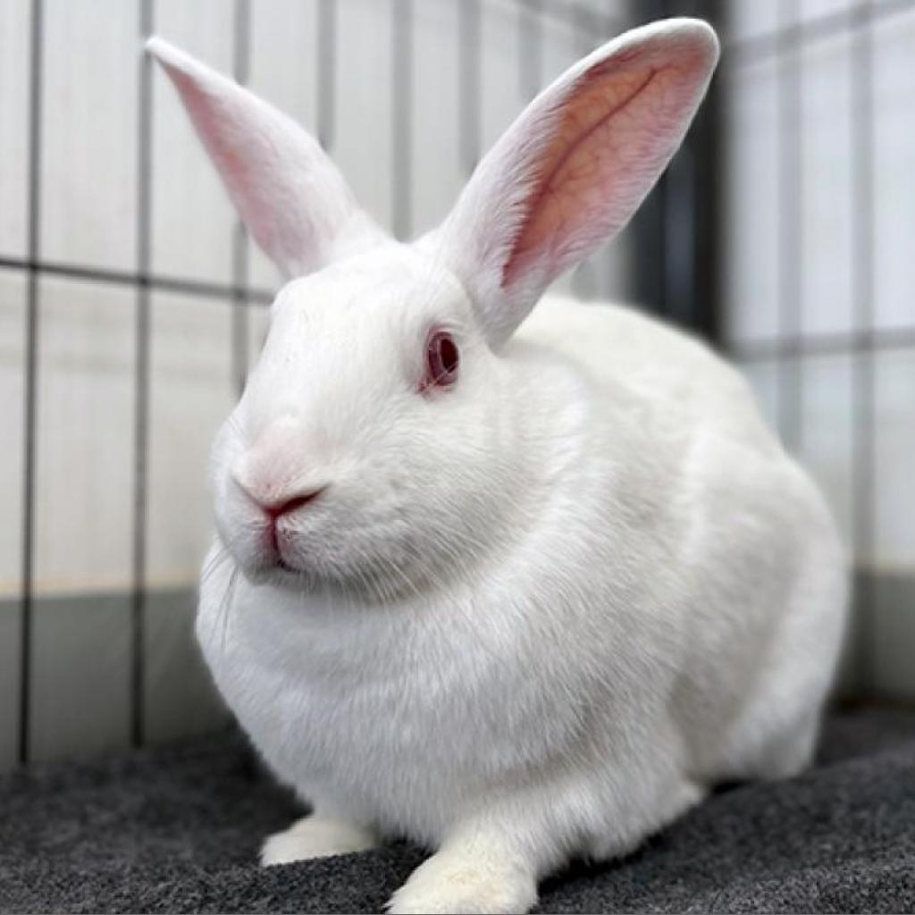 adoptable Rabbit in Kanab, UT named May