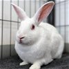 adoptable Rabbit in  named May
