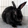 adoptable Rabbit in  named August