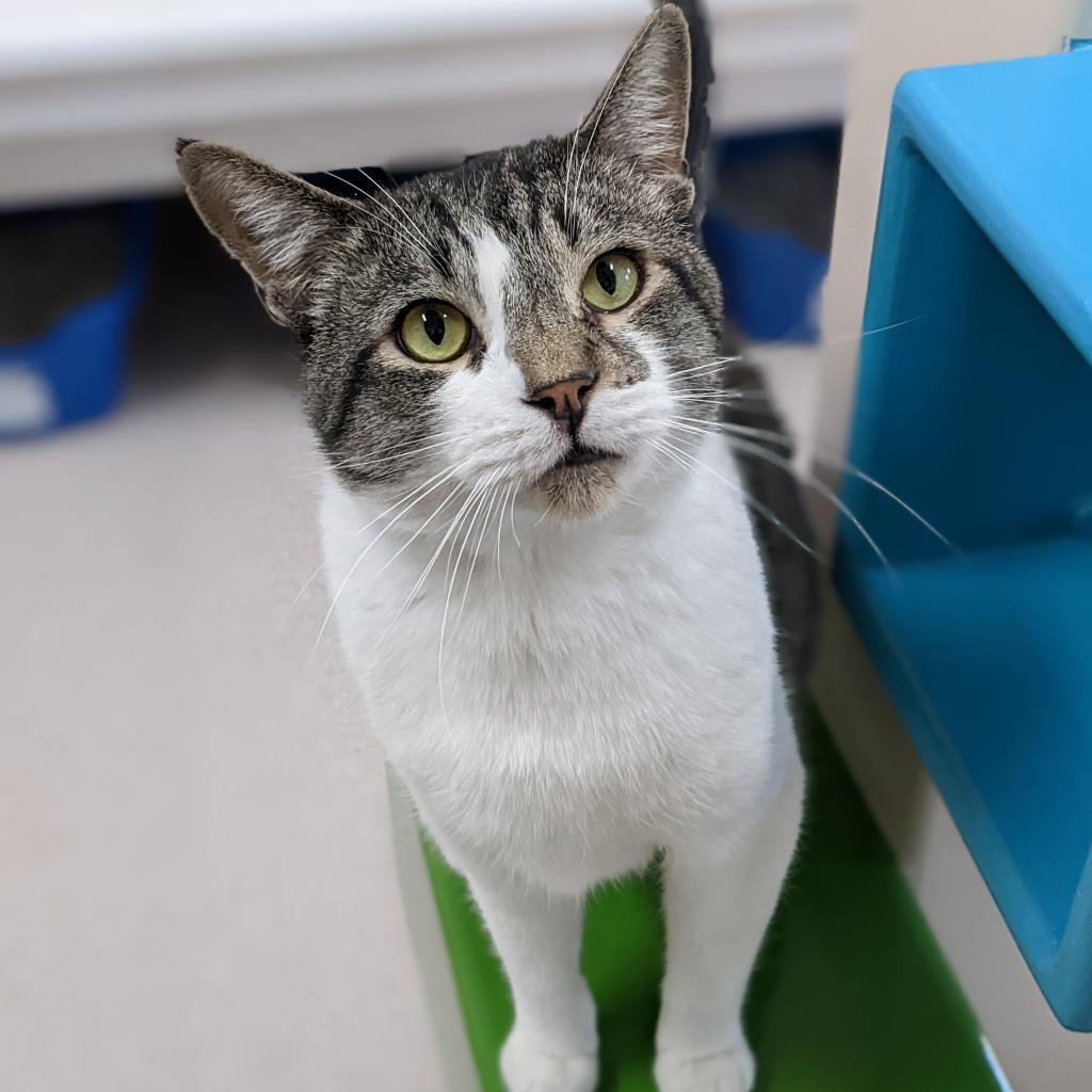 Adoptable Male Male