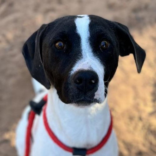 Boston, an adoptable Hound in Kanab, UT
