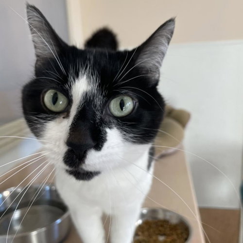Starling, Senior Domestic Short Hair / Mixed, cat for adoption in Kanab, Utah