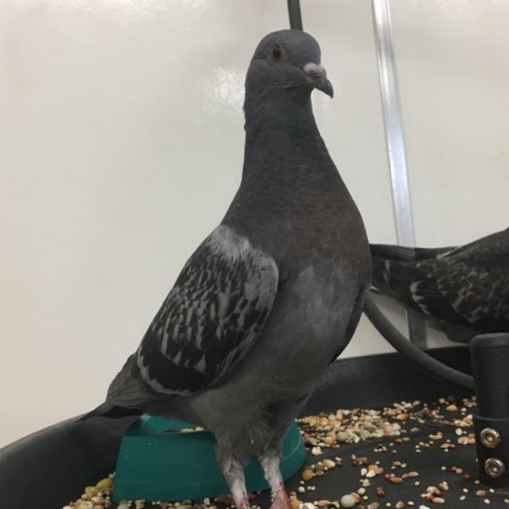 Tabitha - Pigeon