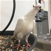 adoptable Bird in  named Angel 037