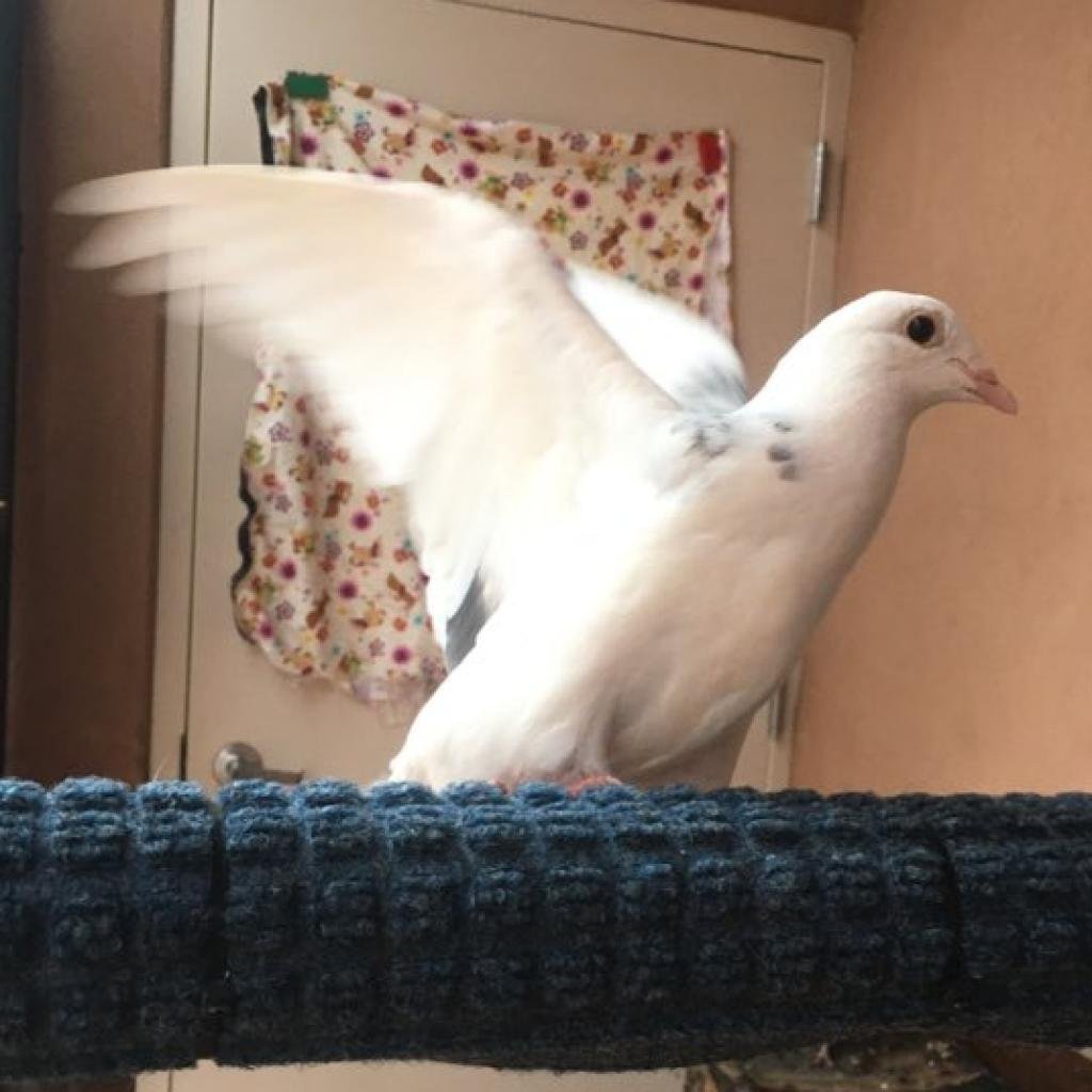 Grace - Pigeon