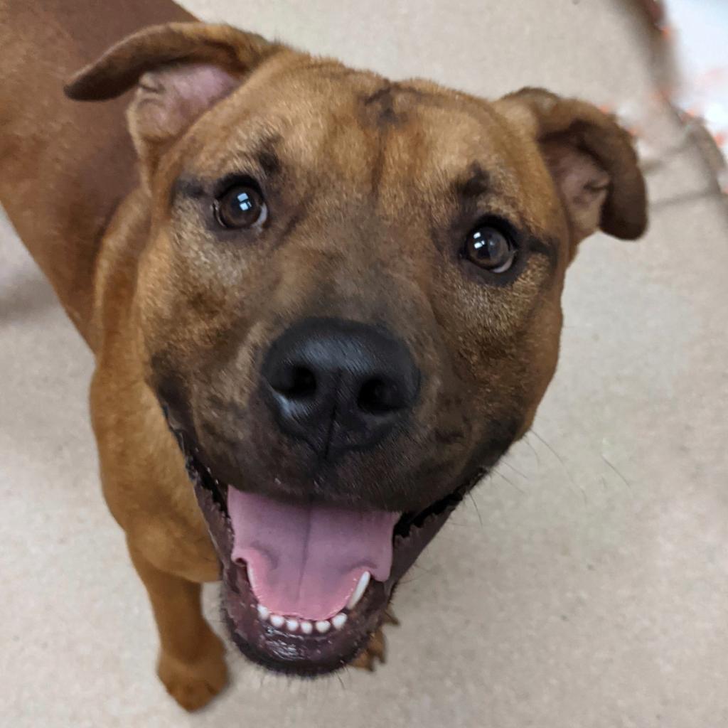 adoptable Dog in Kanab, UT named Buster