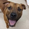 adoptable Dog in  named Buster