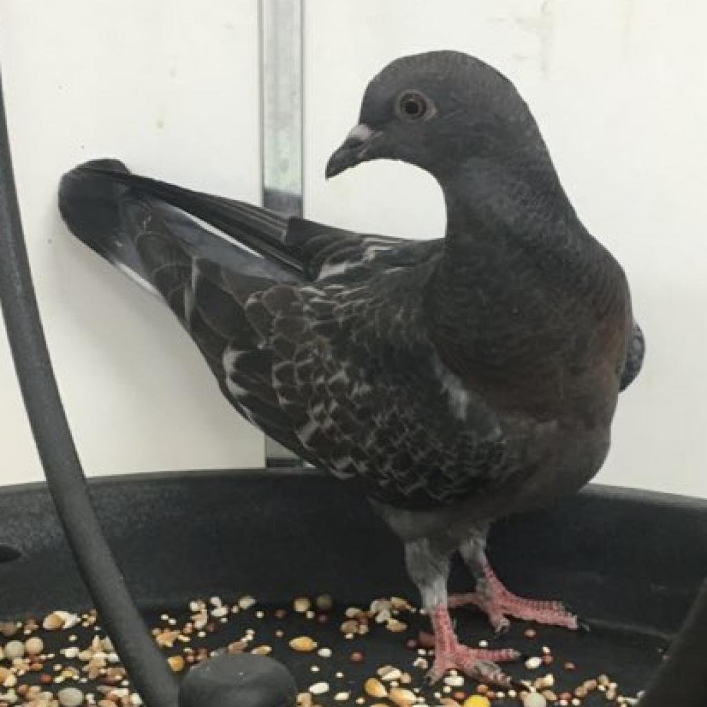 Vega - Pigeon