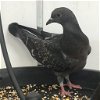 adoptable Bird in  named Vega 285