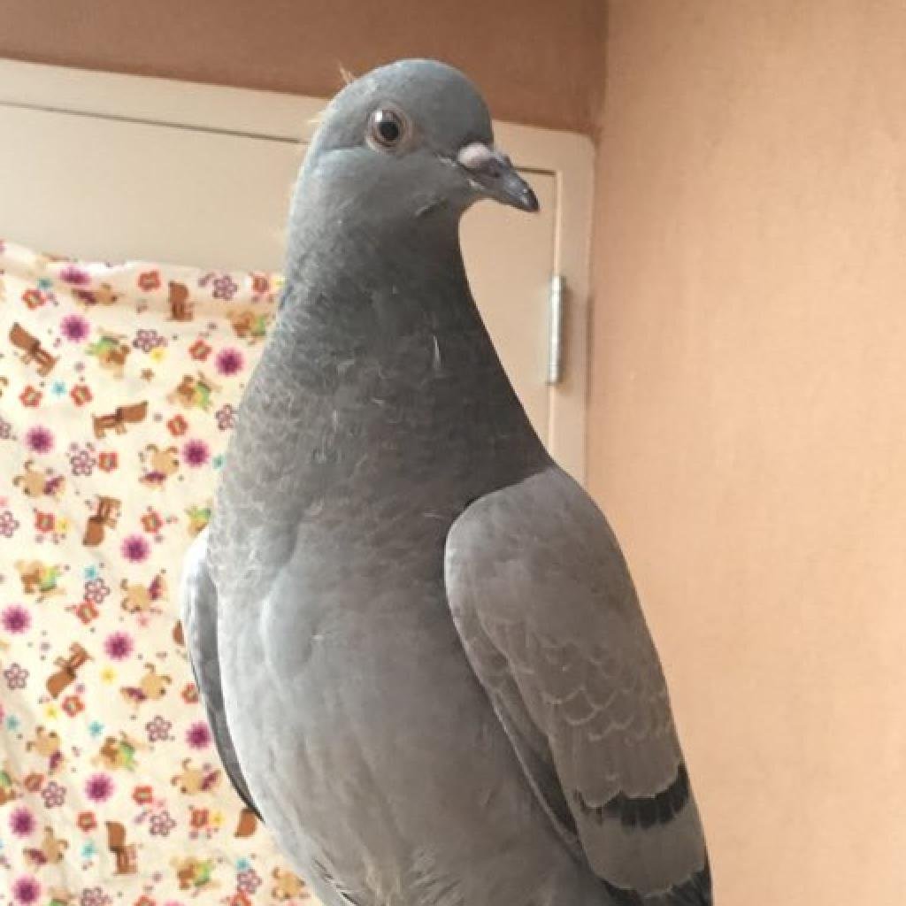 Darrell - Pigeon