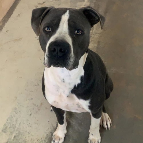Slim, an adoptable American Pit Bull Terrier in Kanab, UT