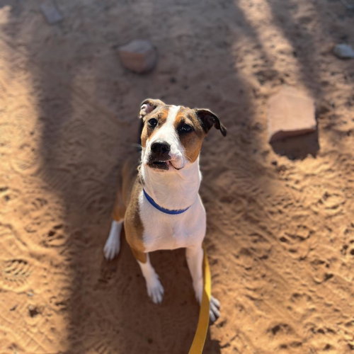 Maisy — thumbnail 11