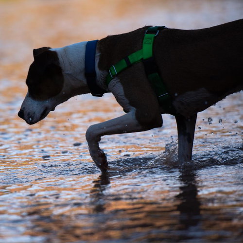 Maisy — thumbnail 17