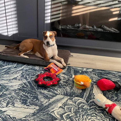 Maisy — thumbnail 23