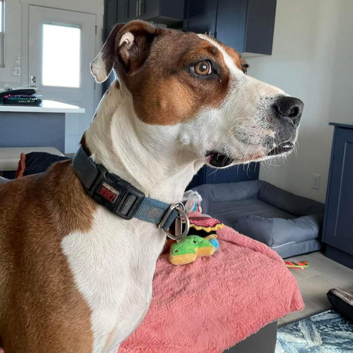 Maisy — thumbnail 24