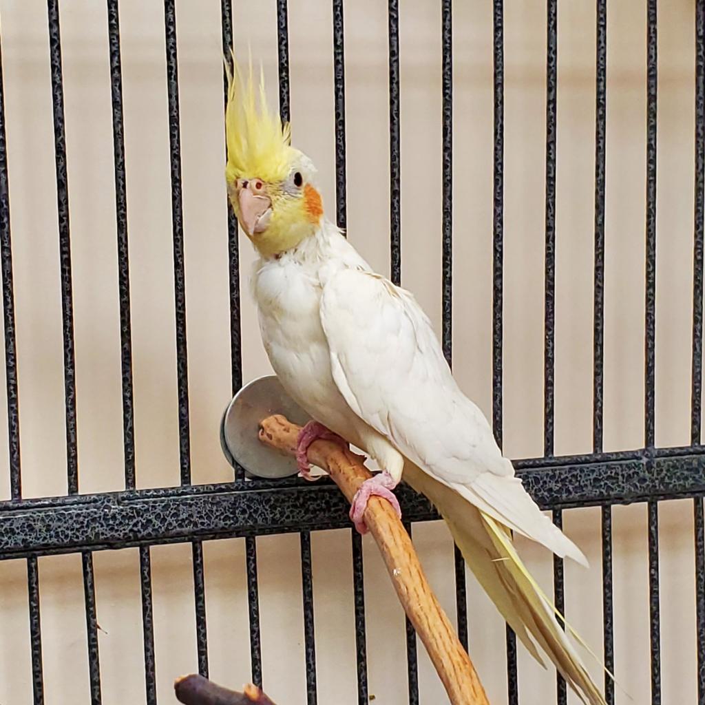 adoptable Bird in Kanab, UT named Hulk