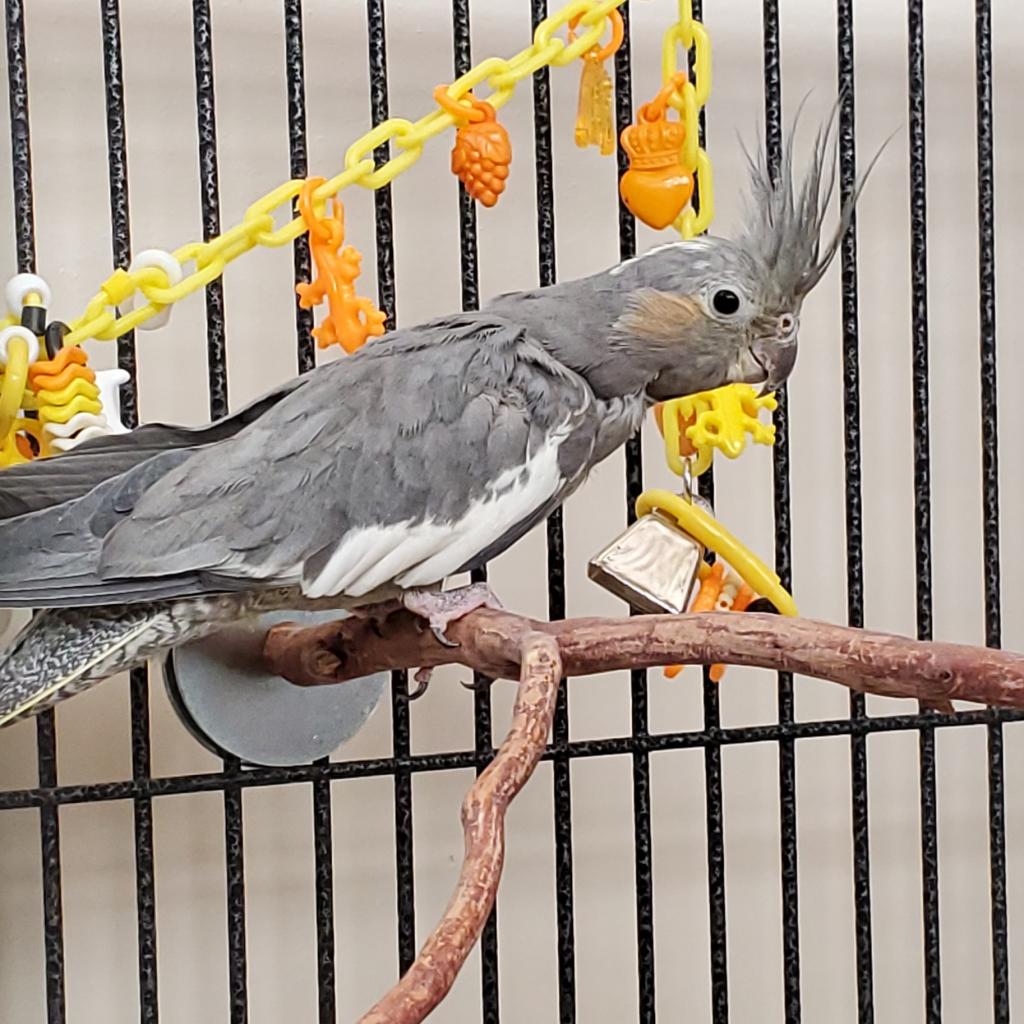 Adoptable Female Female